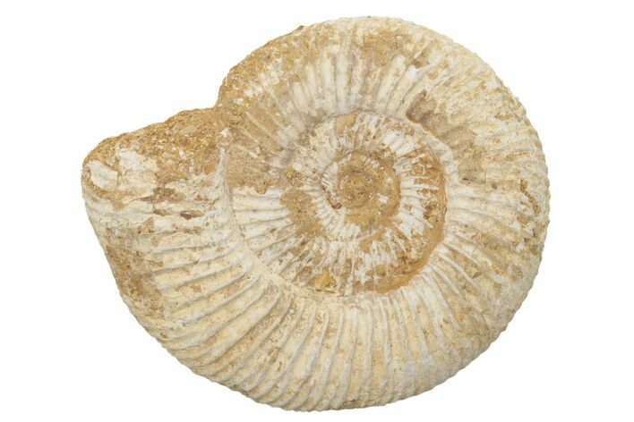 Jurassic Ammonite (Perisphinctes) Fossil - Madagascar #218807